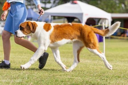 Salhia Echoes Above The Wind St Bernard