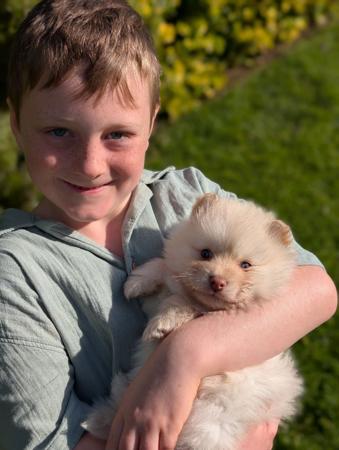 Finnish Lapphund puppy for sale by ORICAL
