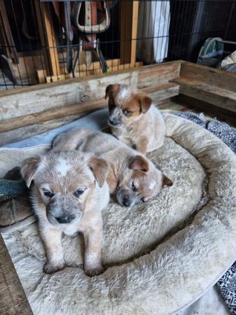 Australian Cattle Dog puppy for sale by LONGRIDGE