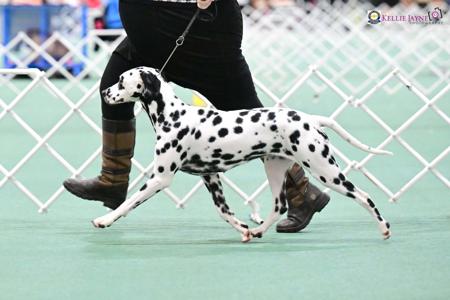 Dalmatian dog for sale by LORRAINEMITCHELL