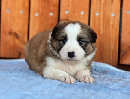 Border Collie puppy for sale by LOUANNELEY