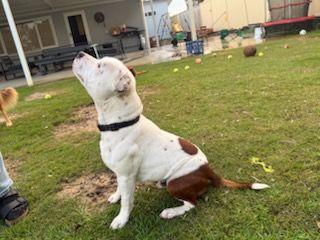 Staffordshire Bull Terrier dog for sale by LUACHEYA