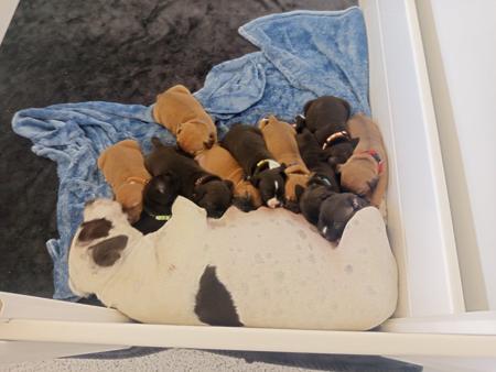 Staffordshire Bull Terrier puppy for sale by LUACHEYA