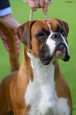 Boxer for sale by TWINOAKES