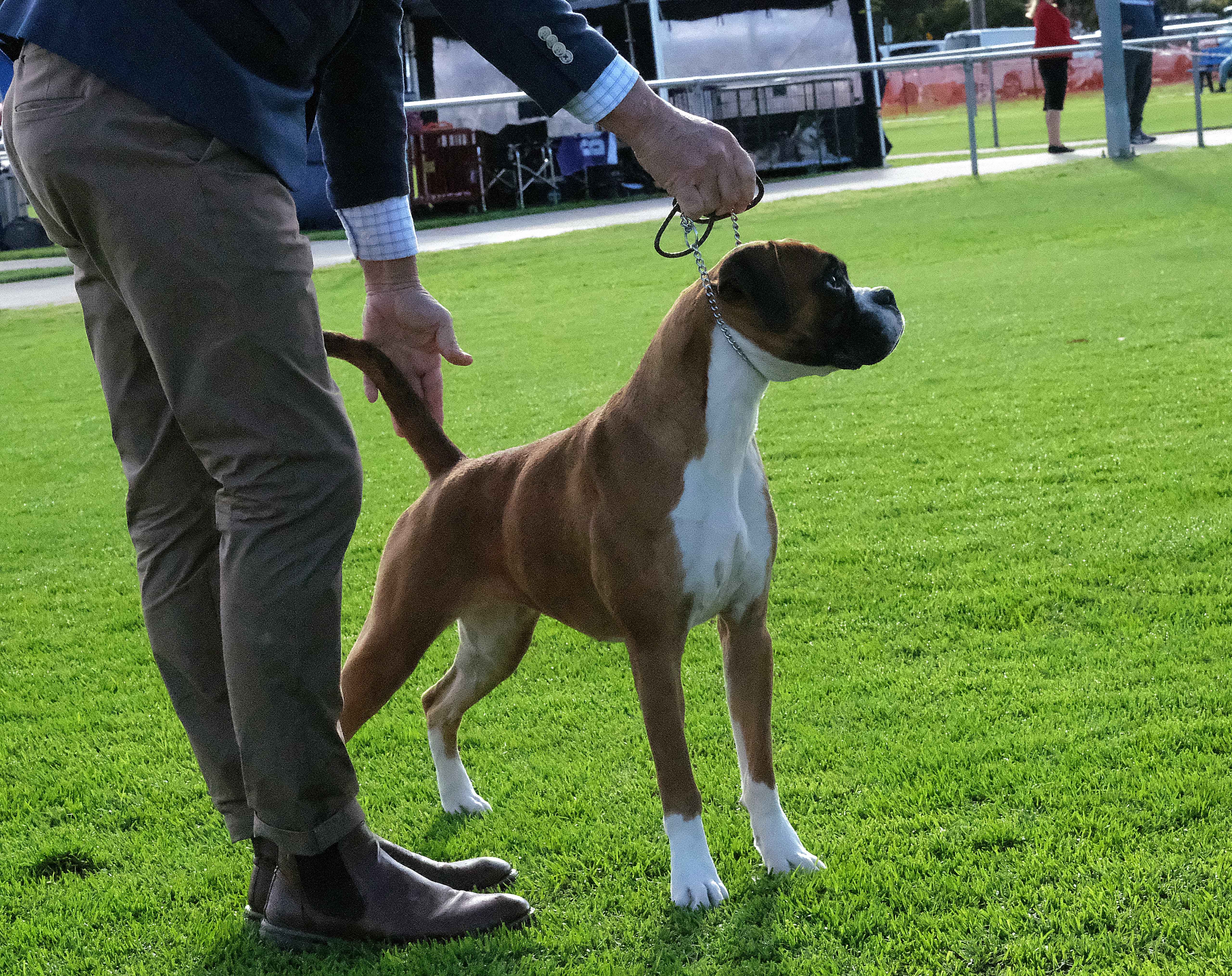 Boxer for sale by TWINOAKES