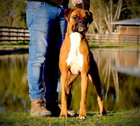 Boxer for sale by TWINOAKES