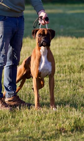 Boxer for sale by TWINOAKES