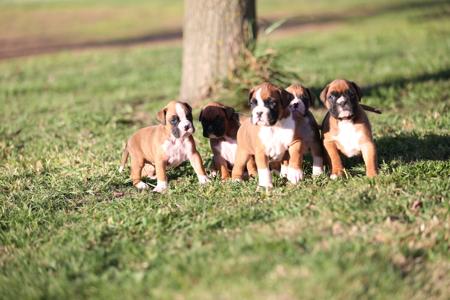 Boxer for sale by TWINOAKES