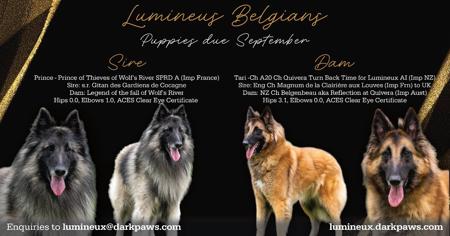 Belgian Shepherd Dog (Tervueren) puppy for sale by LUMINEUX