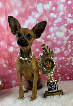 Luxurytoypaw Yukon Russian Toy (Smooth Haired)