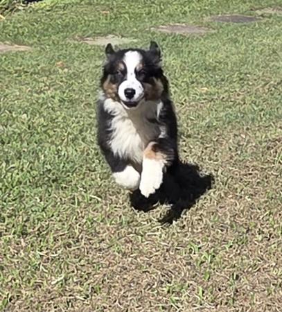 Australian Shepherd puppy for sale by LYNTIKI