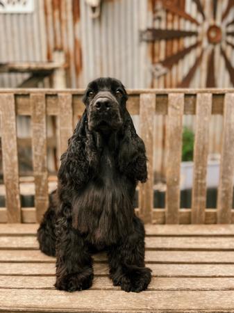Cocker Spaniel dog for sale by MADANWITT