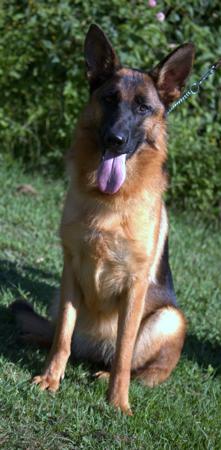 German Shepherd Dog dog for sale by MAGNUM
