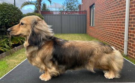 Aus Ch Maharlikah Dark N Stormy Dachshund (Miniature Long Haired)