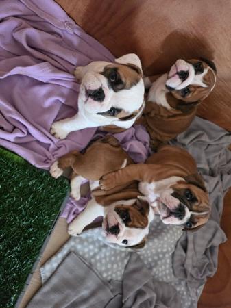 British Bulldog puppy for sale by MAISELDA
