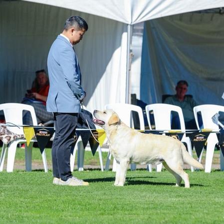 Aus Ch Eraky Outside Edge Labrador Retriever