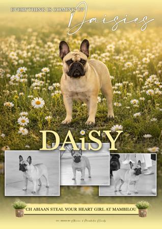 Aus CH Abiaan Steal Your Heart Girl At Mambilou (AI) French Bulldog