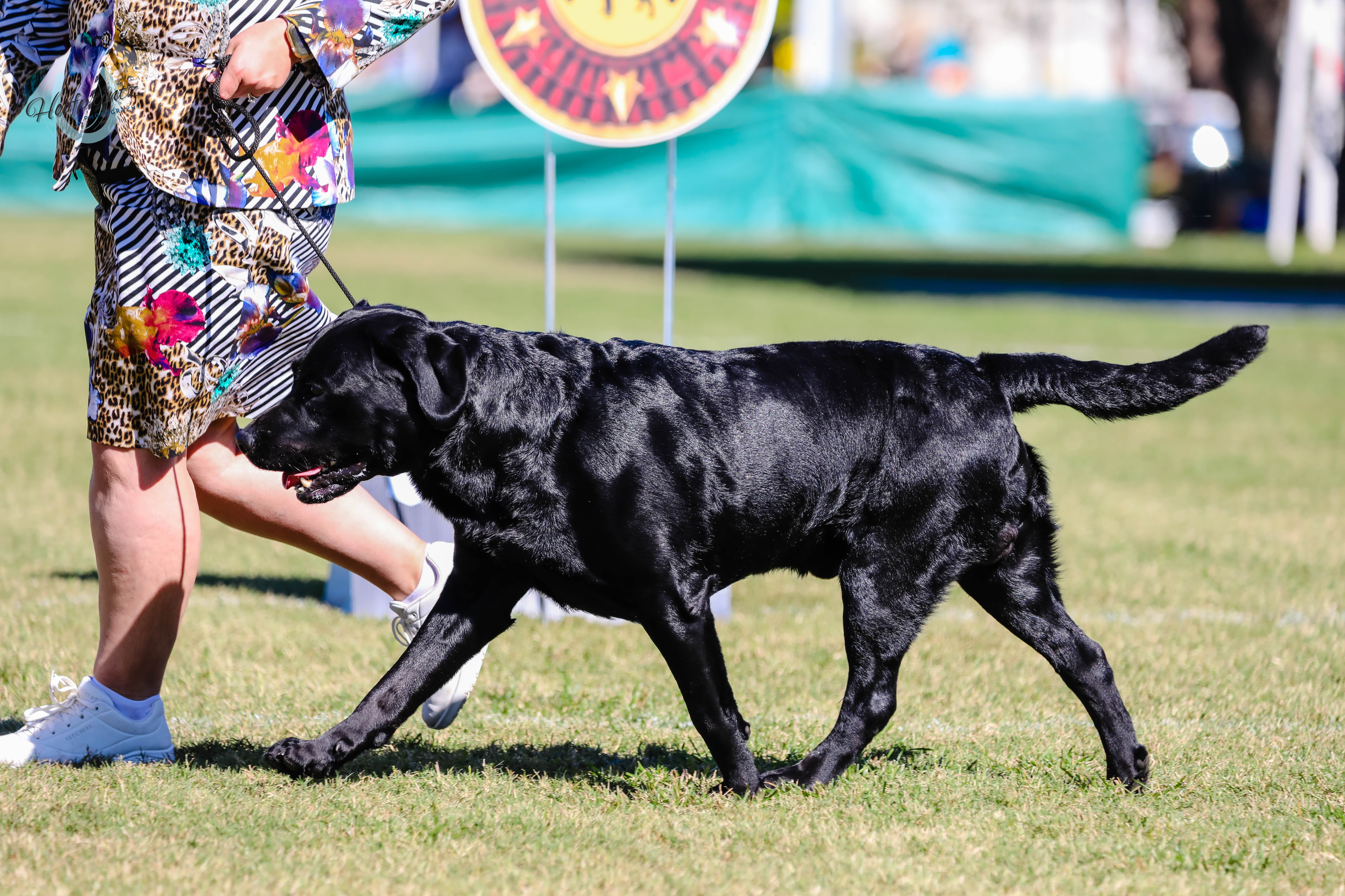 Aust. Champion Alforare Montezuma Aztec Labrador Retriever