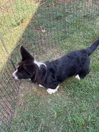 Welsh Corgi (Cardigan) dog for sale by MANDENE