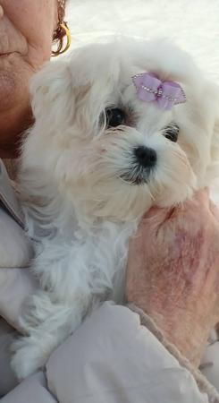 Marblanc Hollywood Icon Maltese