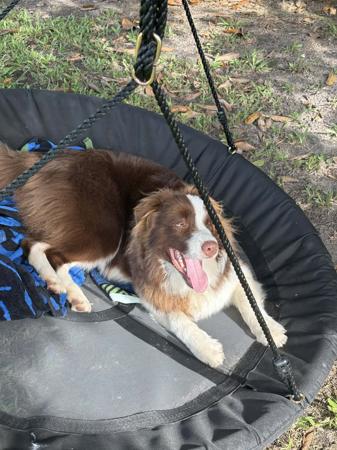 Border Collie dog for sale by MARINA