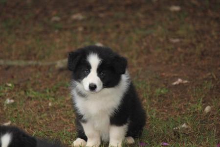 Border Collie puppy for sale by BORDERSTRAND