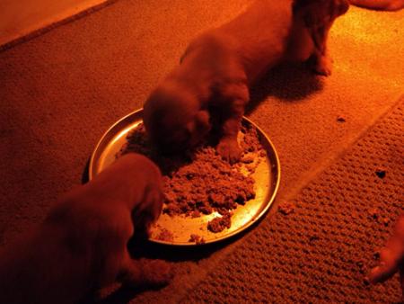 Irish Setter puppy for sale by MARTINRIDGE