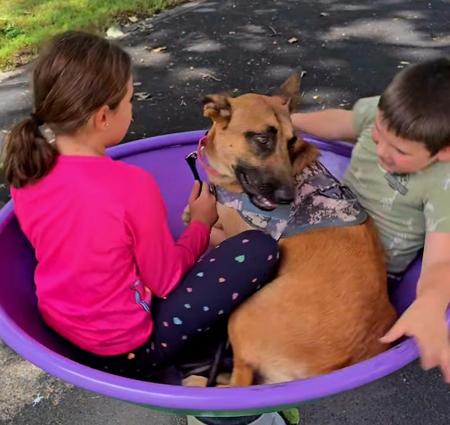 Belgian Shepherd Dog (Malinois) puppy for sale by MASCOLINO