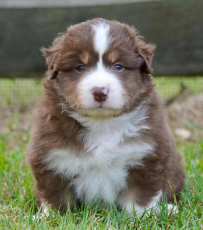 Miniature American Shepherd puppy for sale by MASGRIFF
