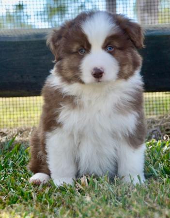 Miniature American Shepherd puppy for sale by MASGRIFF