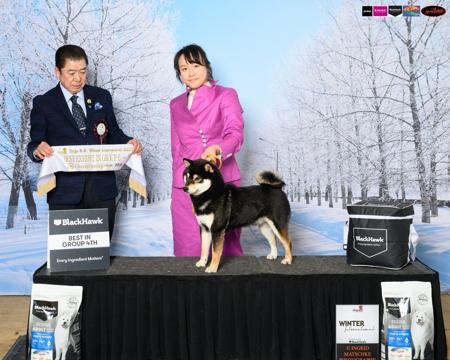 Dodgin Raindrops v.d Egmato (Imp HUN) Shiba Inu