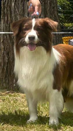Border Collie puppy for sale by MATHILDAPARK