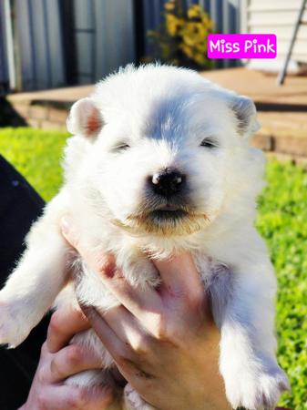 Samoyed puppy for sale by MATISSEALASKAMAL