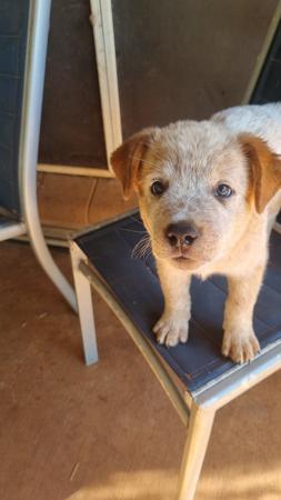 Australian Cattle Dog puppy for sale by LIGHTNINGBLU 