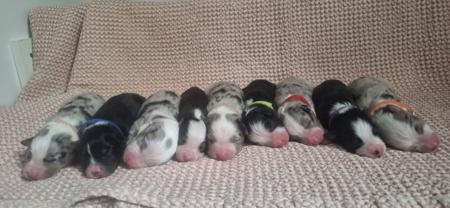 Australian Shepherd for sale by MAVIBLUE