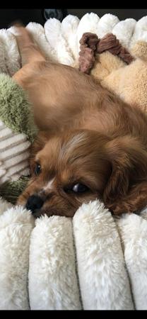 Cavalier King Charles Spaniel puppy for sale by MAZITICAV