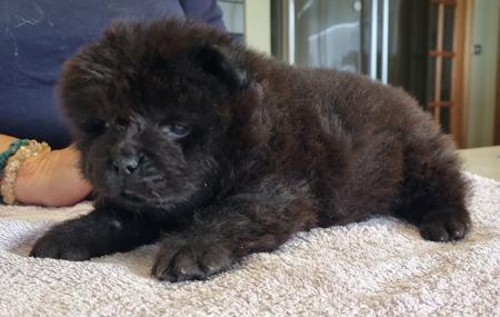Chow Chow puppy for sale by MAZZA