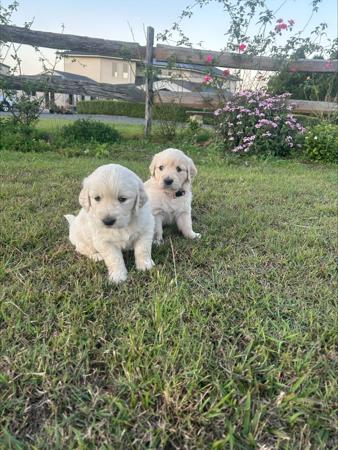 Golden Retriever puppy for sale by MCNEE
