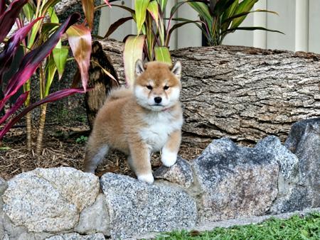 Shiba Inu puppy for sale by MEGAN85