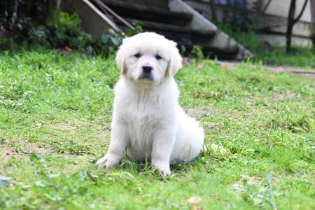 Golden Retriever puppy for sale by MENGMENGXIAO88