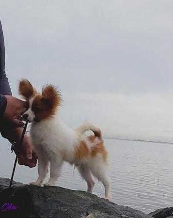 Papillon dog for sale by MERIKAEZ