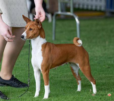 Basenji for sale by MERIKAEZ