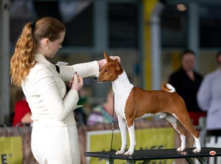 Basenji for sale by MERIKAEZ