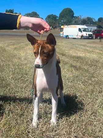 Basenji for sale by MERIKAEZ