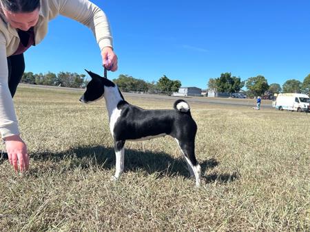 Basenji for sale by MERIKAEZ
