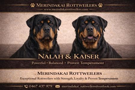 Rottweiler for sale by MERINDAKAI