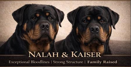 Rottweiler for sale by MERINDAKAI