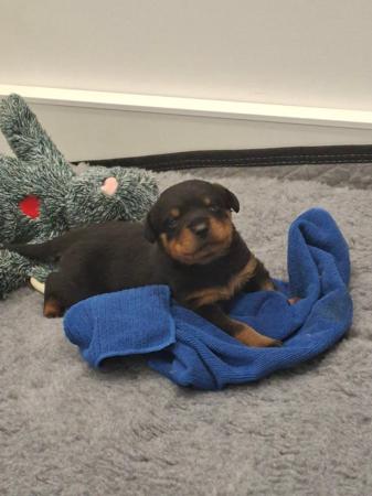 Rottweiler for sale by MERINDAKAI