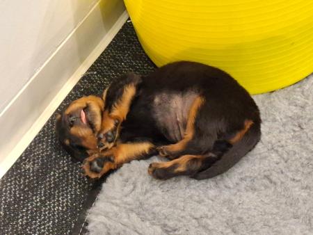 Rottweiler for sale by MERINDAKAI
