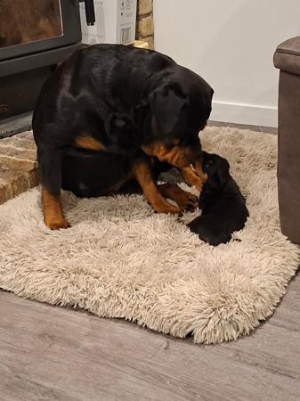 Rottweiler for sale by MERINDAKAI